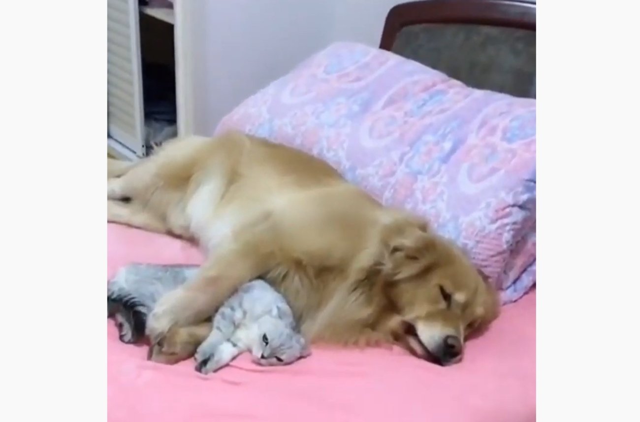 ゴールデンレトリーバー,動画