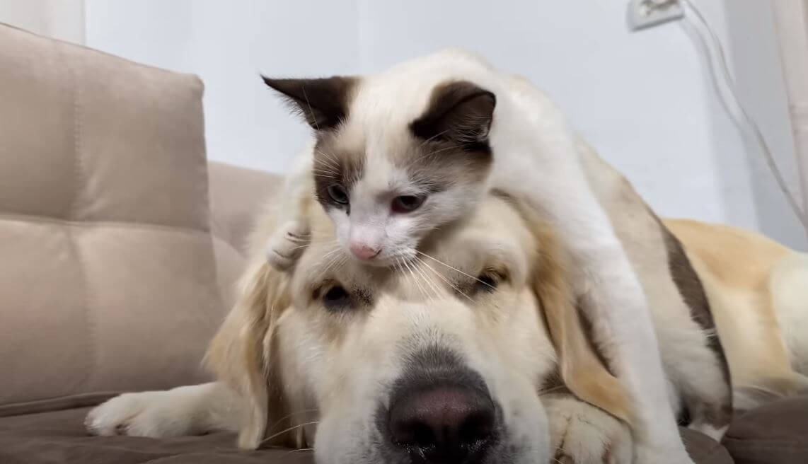 ゴールデンレトリーバー,動画