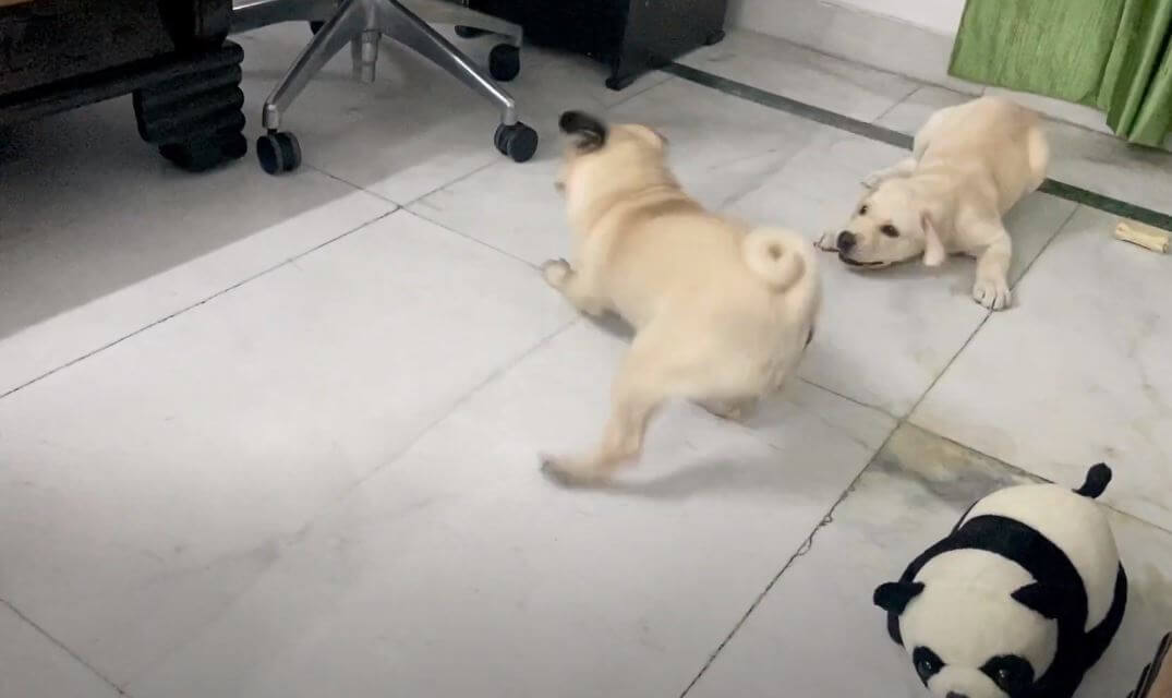 ラブラドールレトリーバー,動画