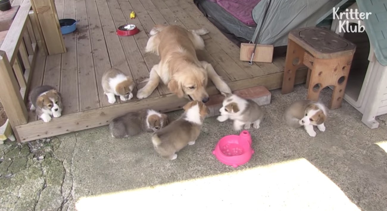 ゴールデンレトリーバー,動画