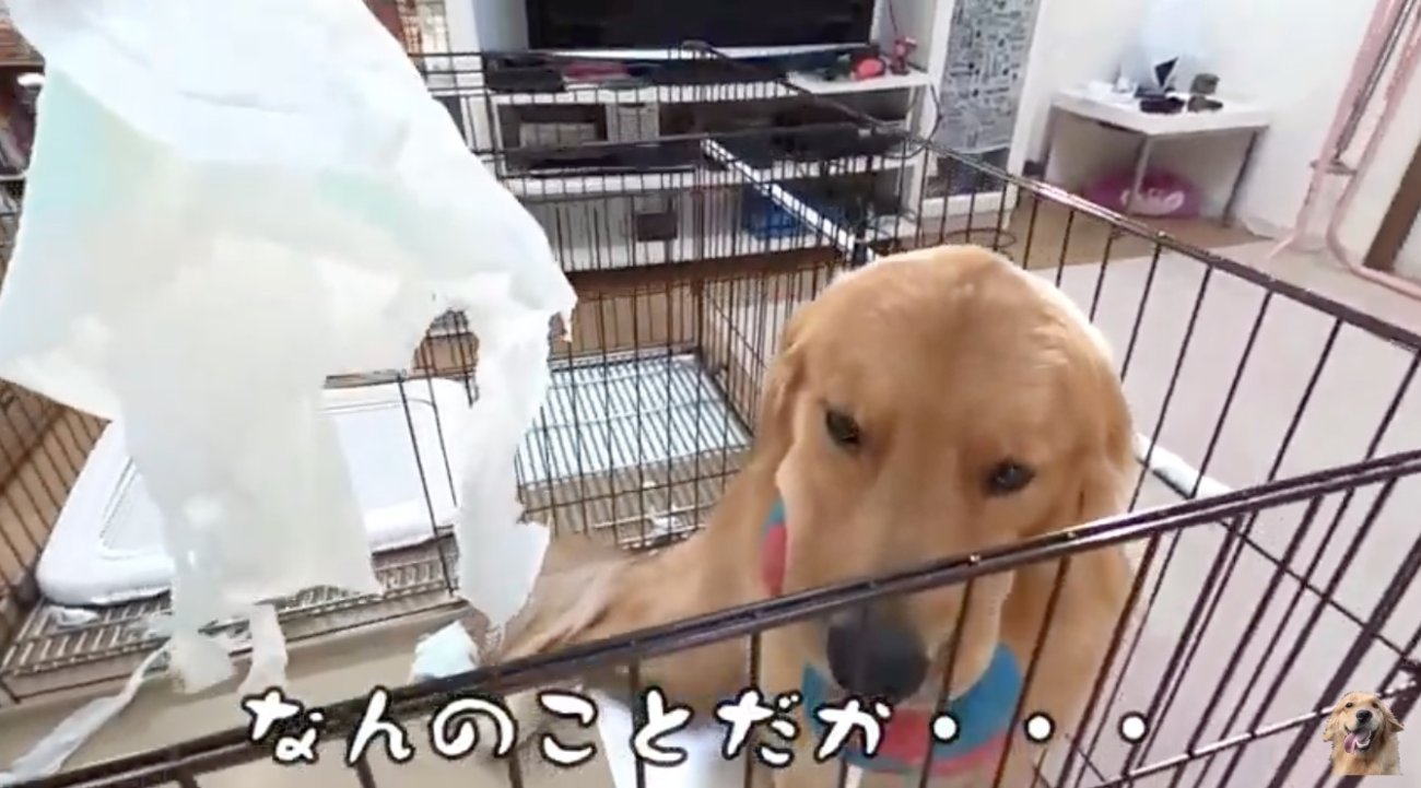 ゴールデンレトリーバー,動画