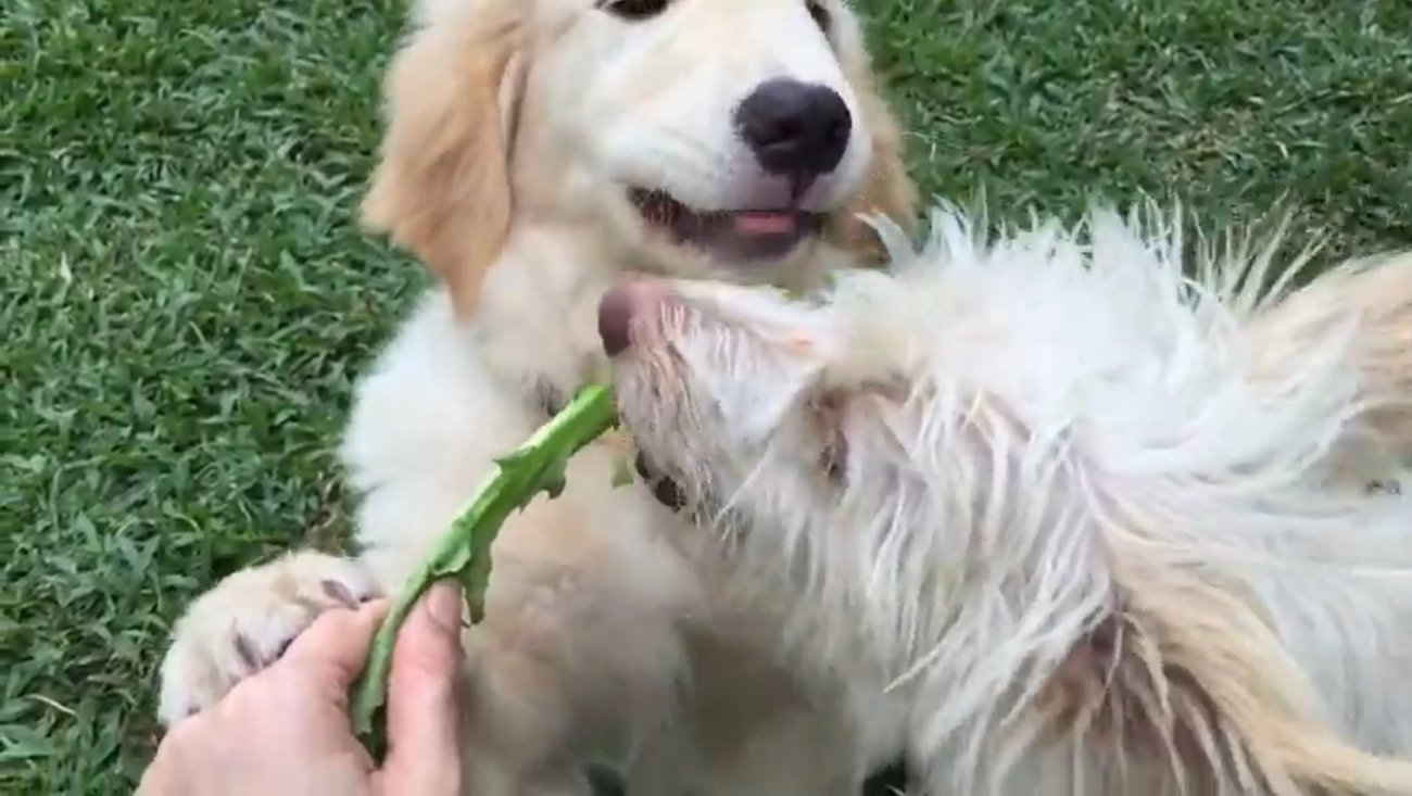 ゴールデンレトリーバー,動画