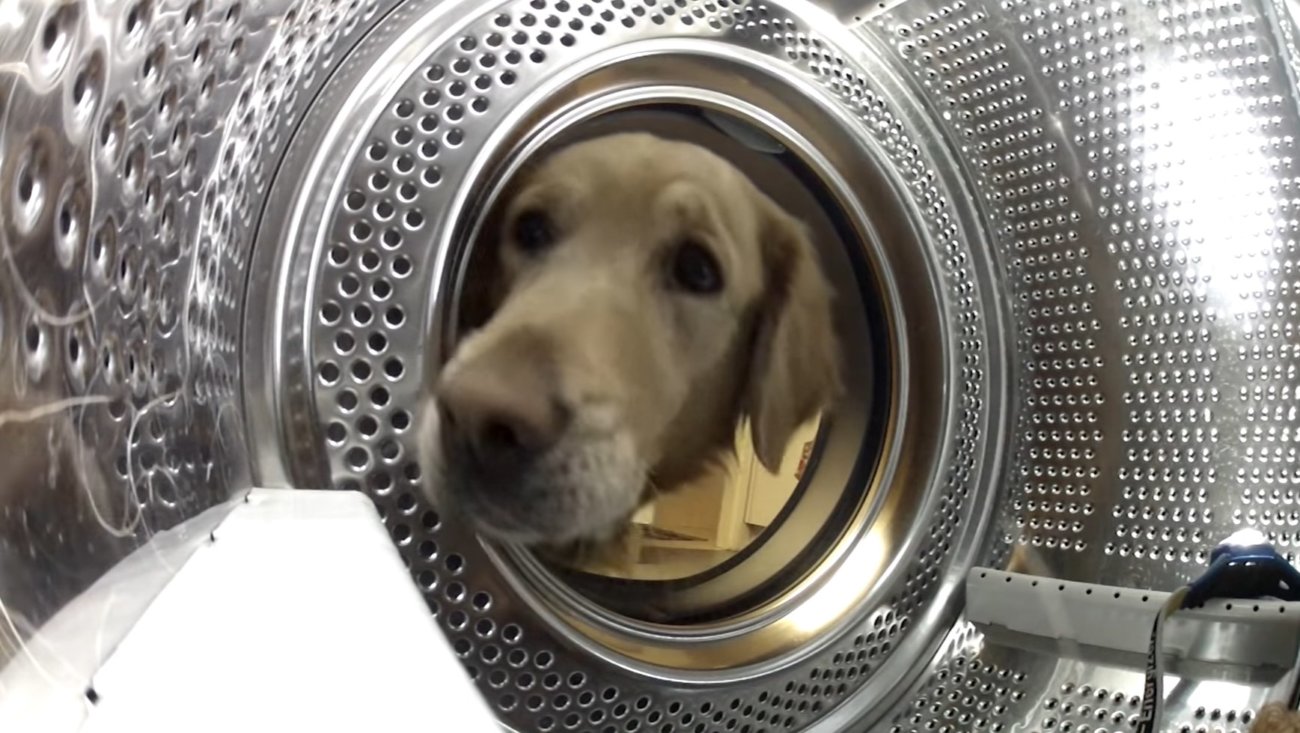 ゴールデンレトリーバー,動画