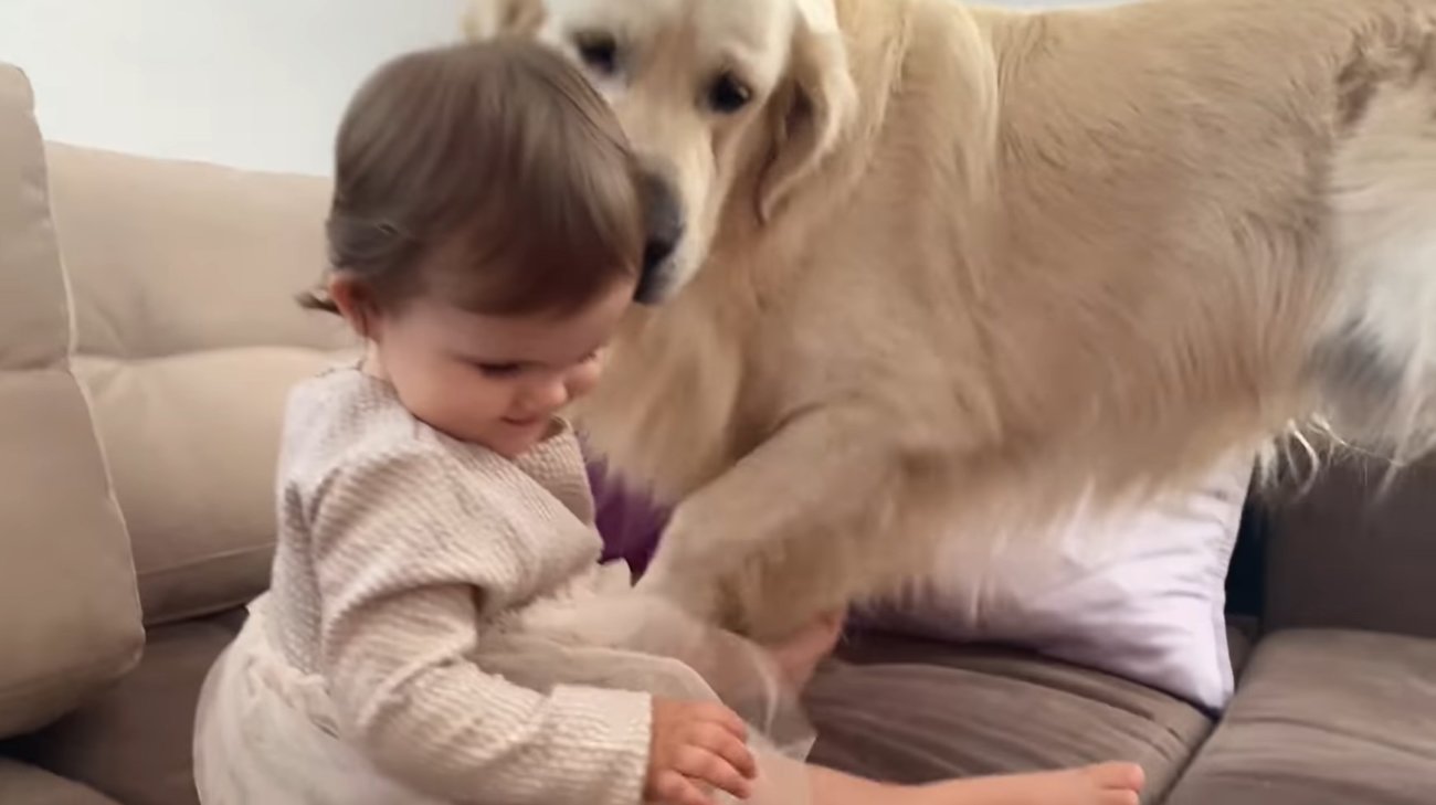 ゴールデンレトリーバー,動画