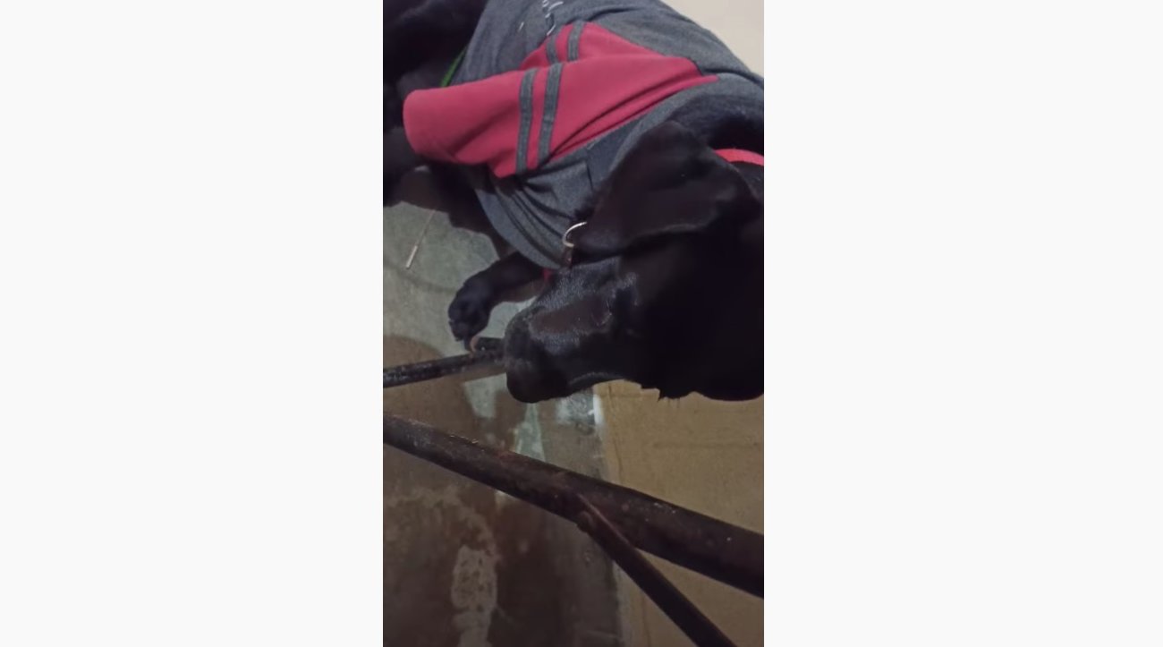 ラブラドールレトリーバー,動画