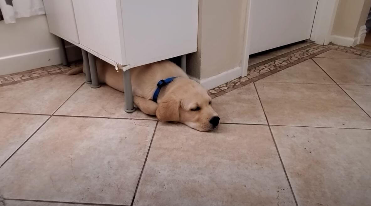 ラブラドールレトリーバー,動画