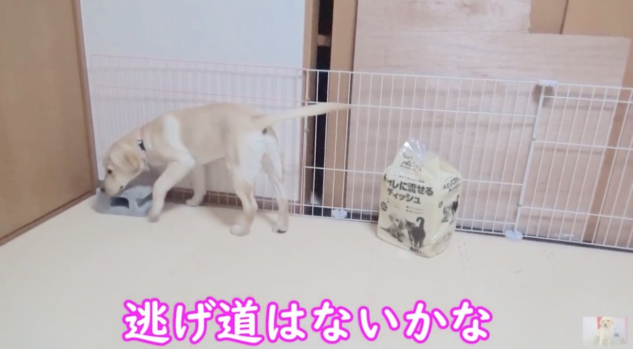 ラブラドールレトリーバー,動画