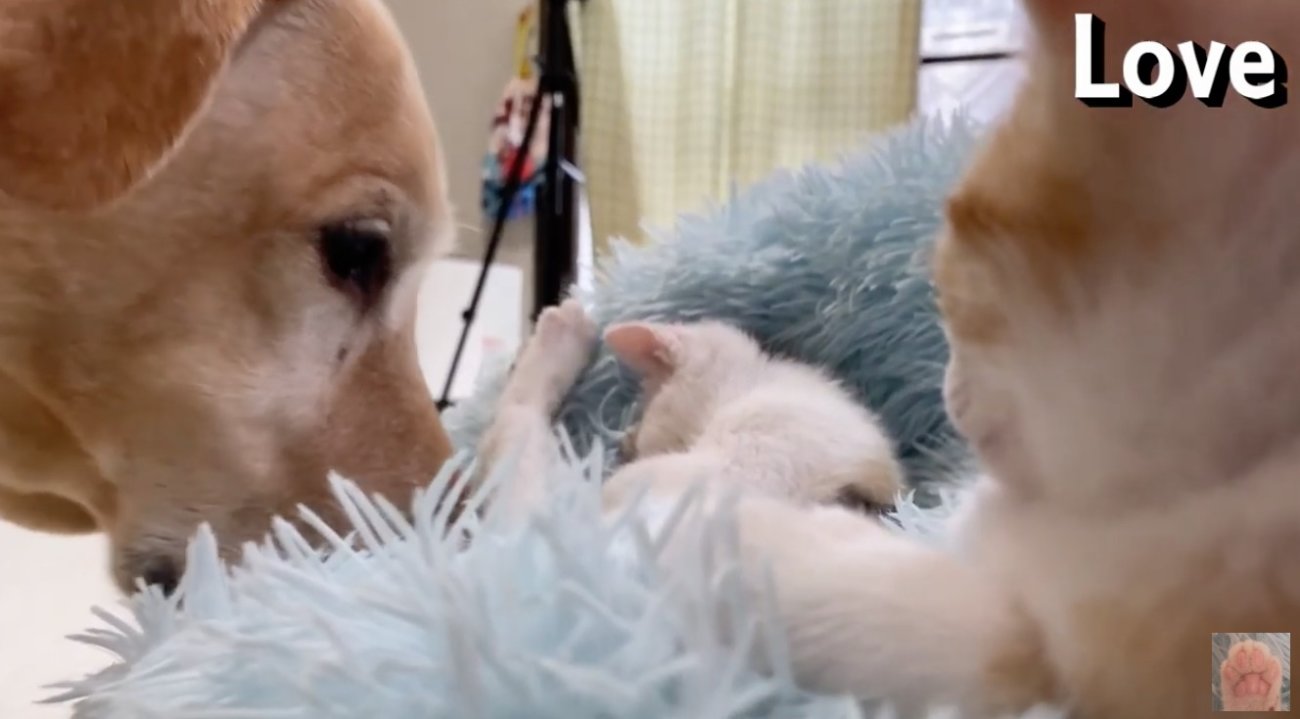 ラブラドールレトリーバー,動画