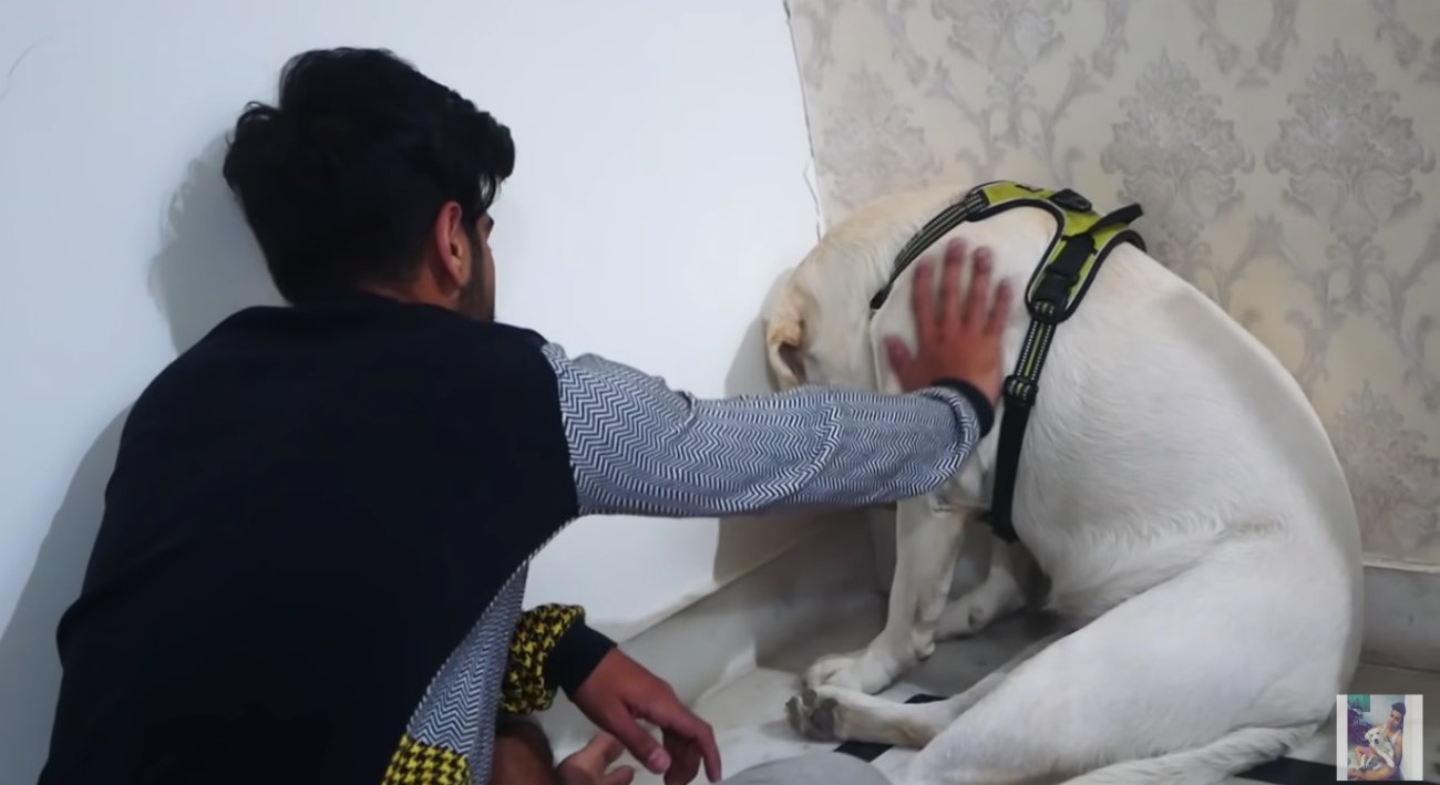 ラブラドールレトリーバー,動画