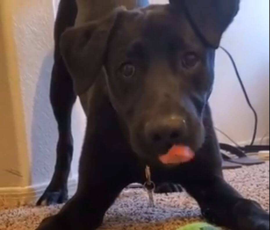 ラブラドールレトリーバー,動画