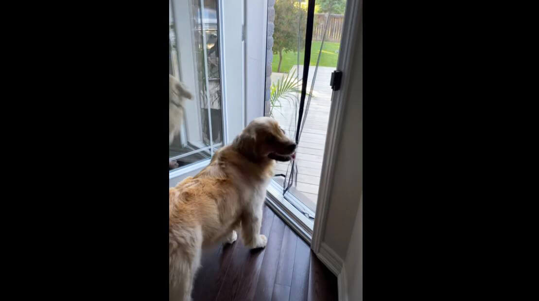 ゴールデンレトリーバー,動画