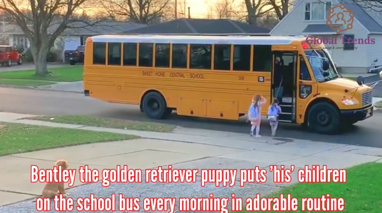 ゴールデンレトリーバー,動画