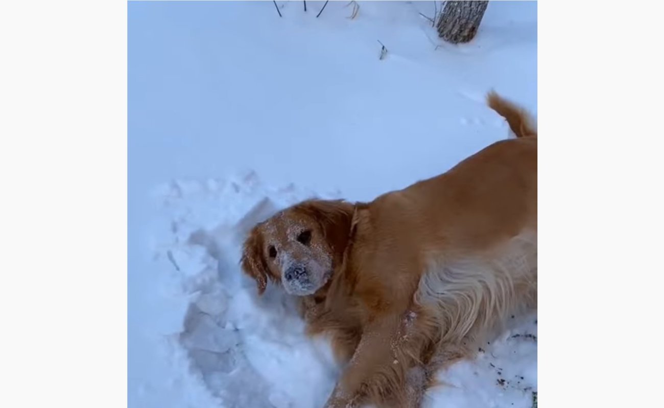 ゴールデンレトリーバー,動画