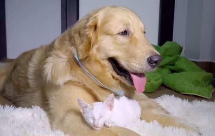 ゴールデンレトリーバー,動画