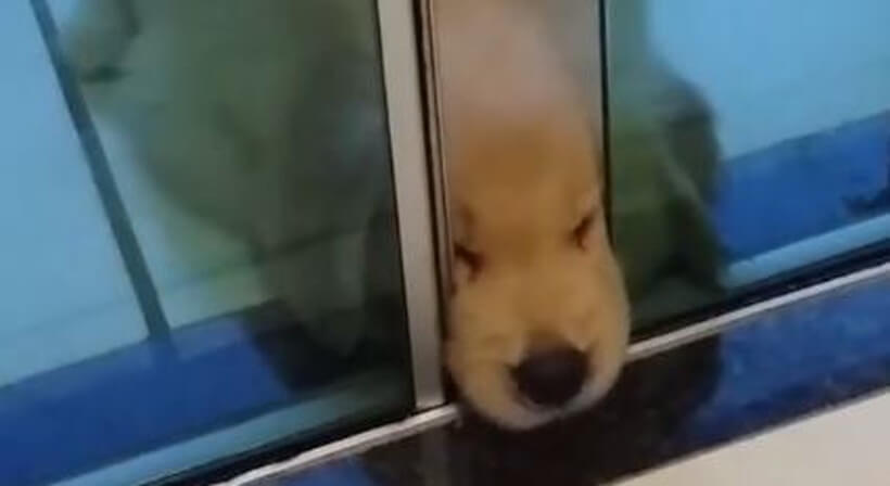 ゴールデンレトリーバー,動画