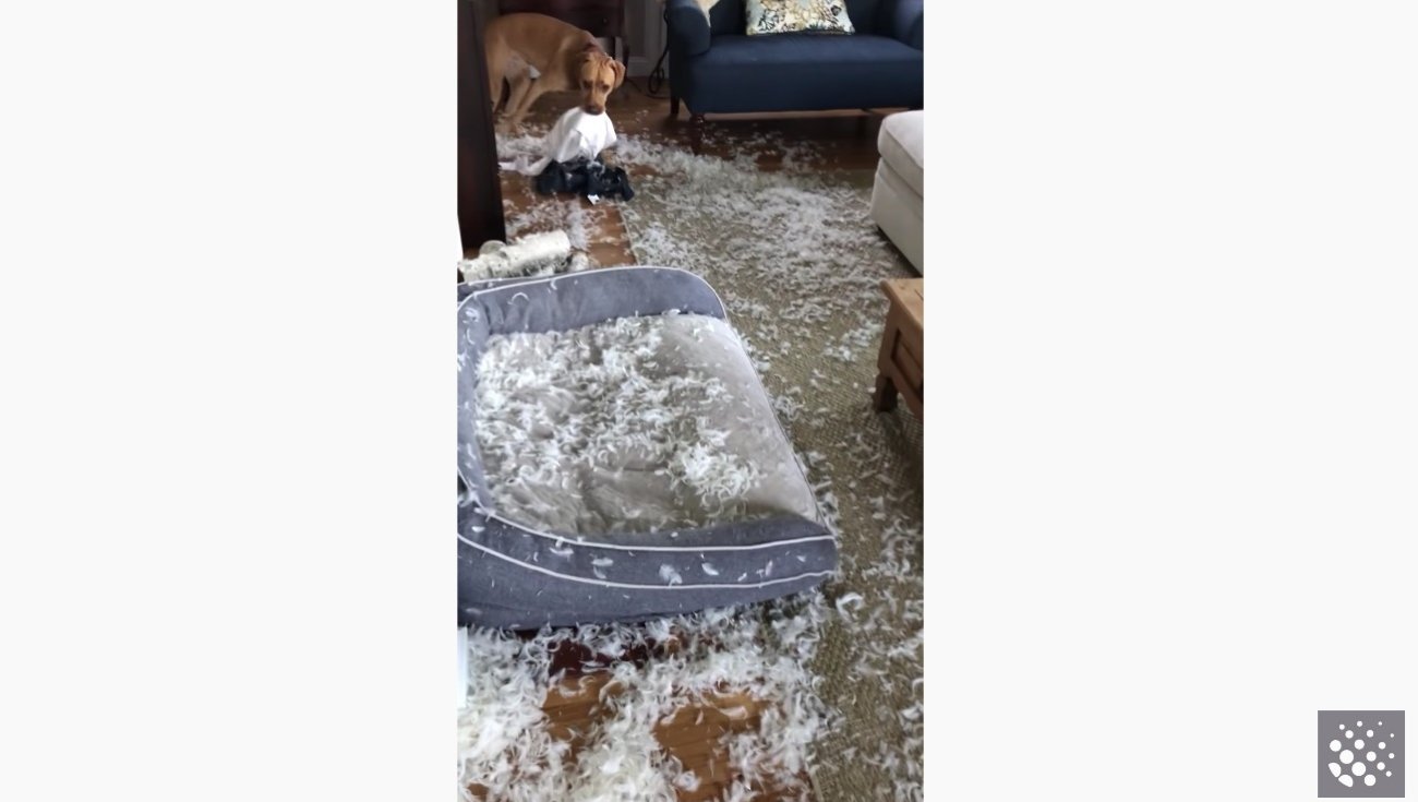 ラブラドールレトリーバー,動画