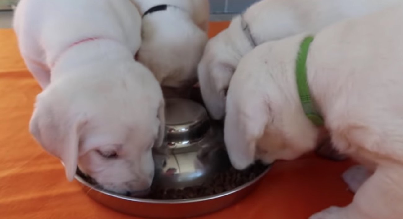 ラブラドールレトリーバー,動画