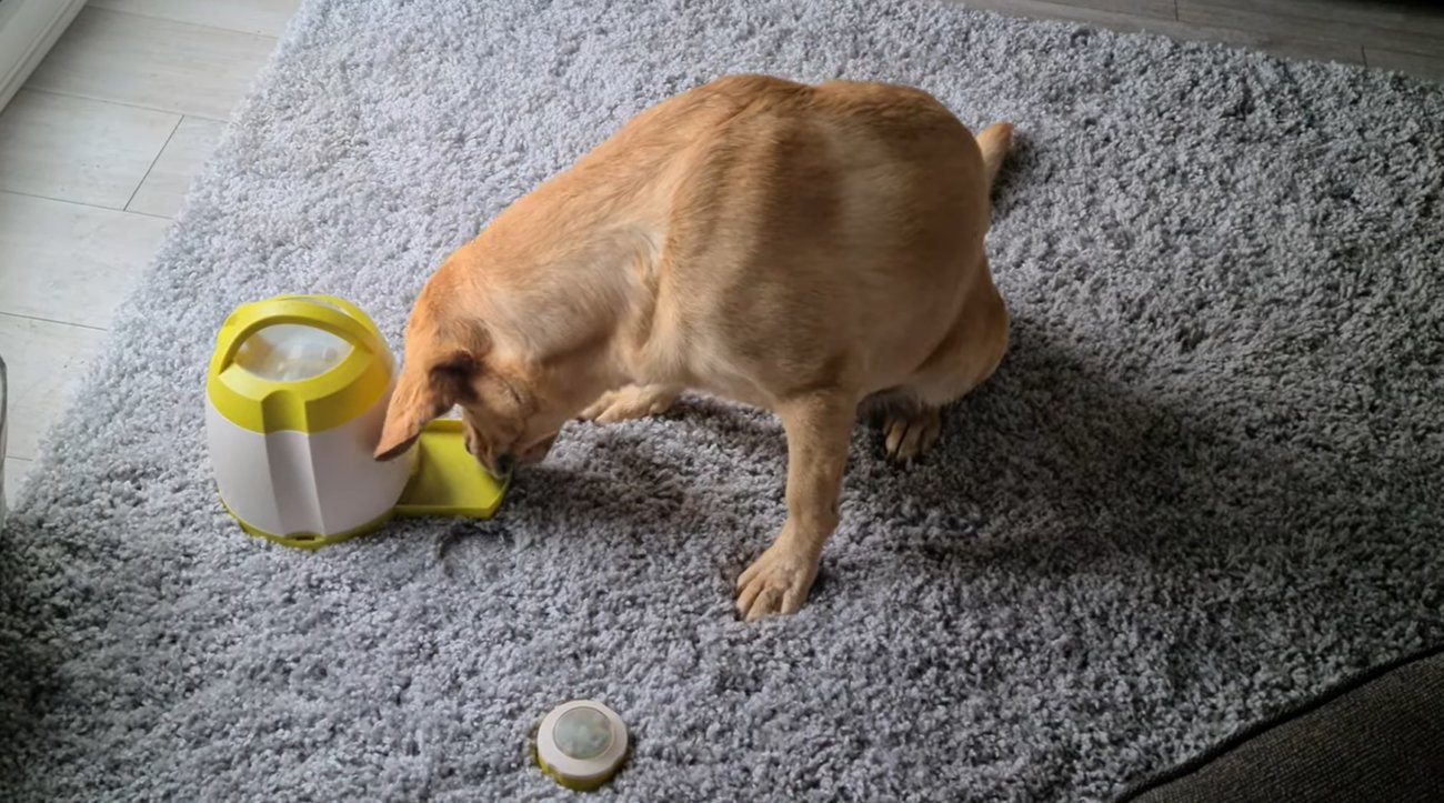 ラブラドールレトリーバー,動画