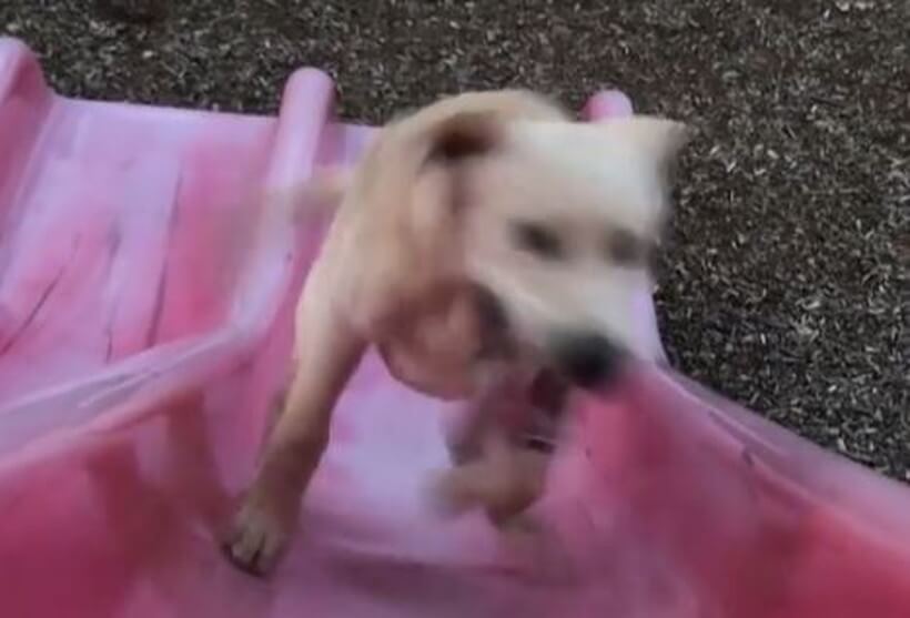 ラブラドールレトリーバー,動画