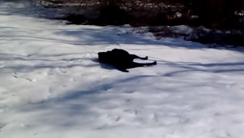 ラブラドールレトリーバー,動画