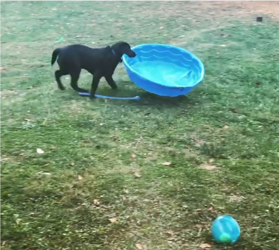 ラブラドールレトリーバー,動画