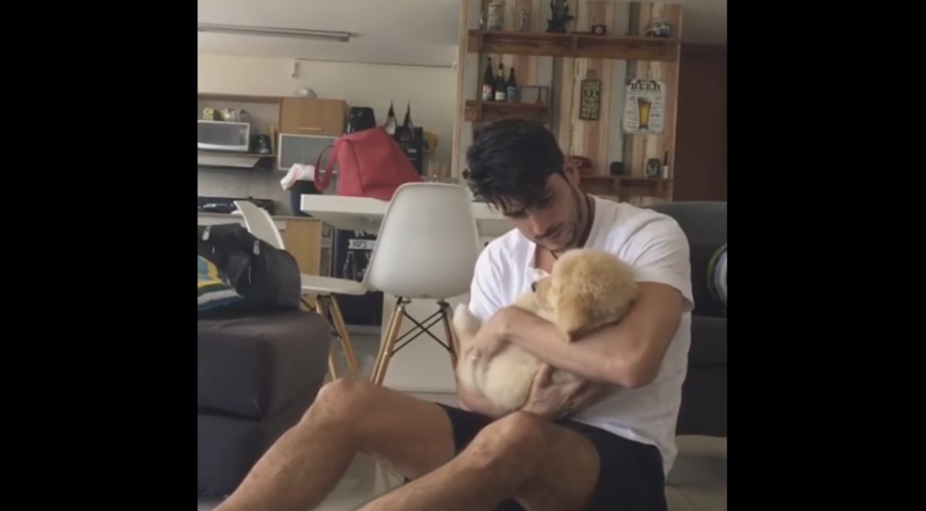 ゴールデンレトリーバー,動画