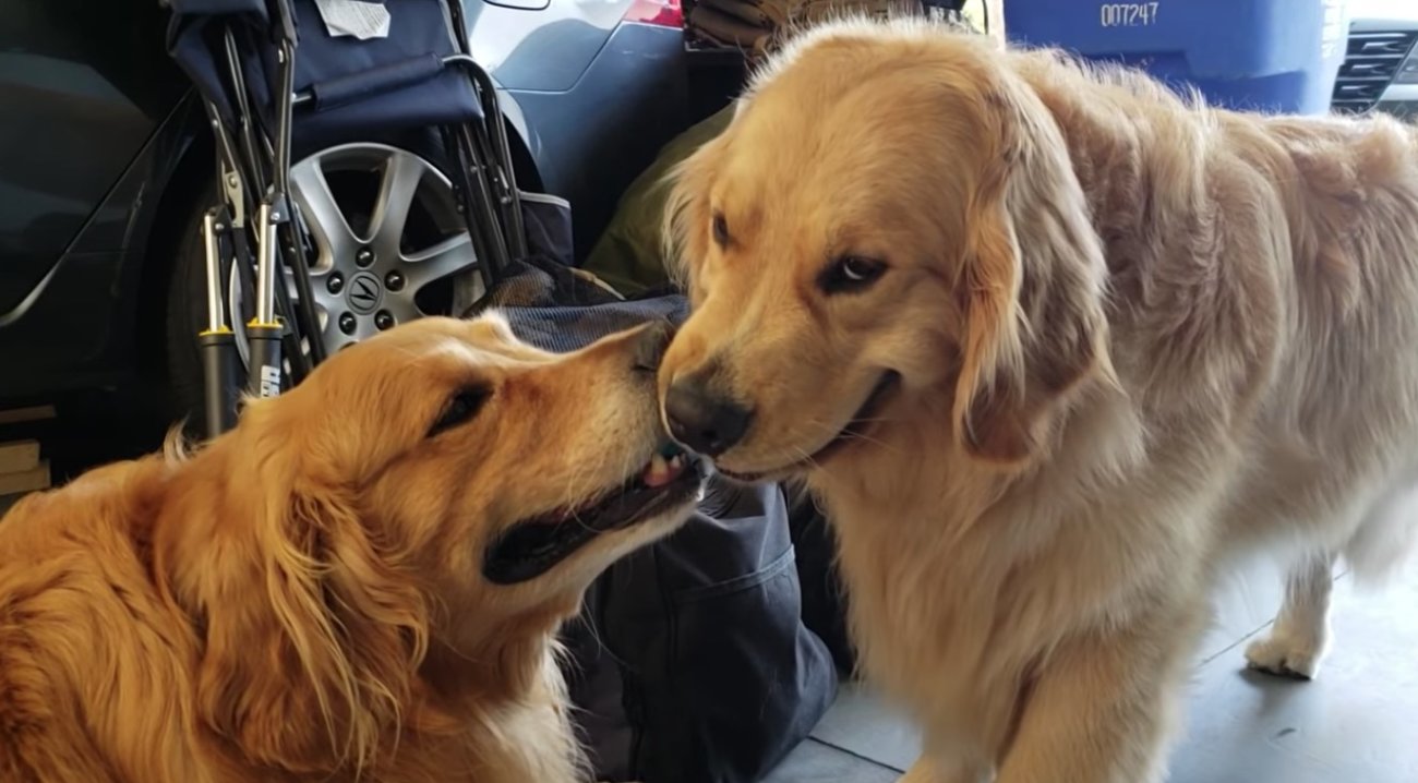 ゴールデンレトリーバー,動画