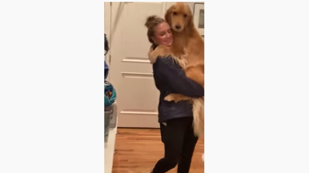 ゴールデンレトリーバー,動画