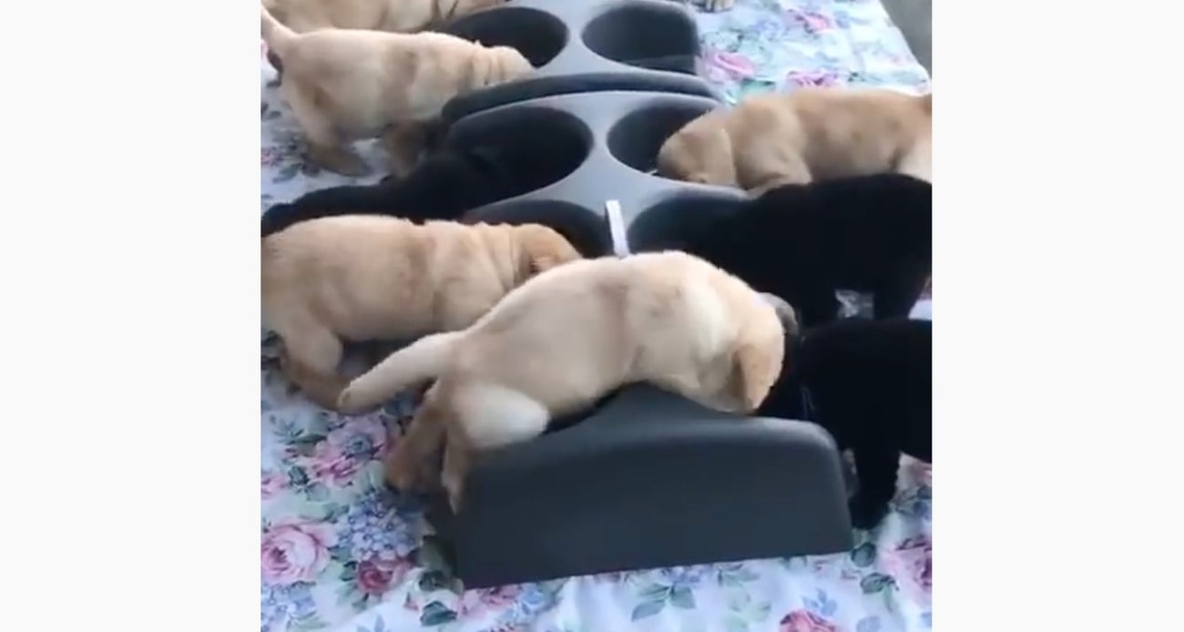 ラブラドールレトリーバー,動画