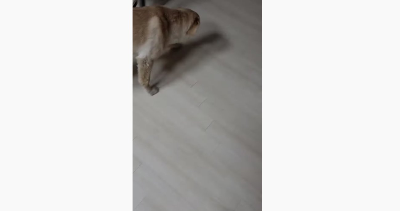 ゴールデンレトリーバー,動画