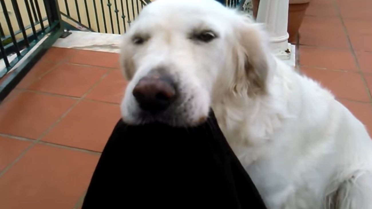 ゴールデンレトリーバー,動画