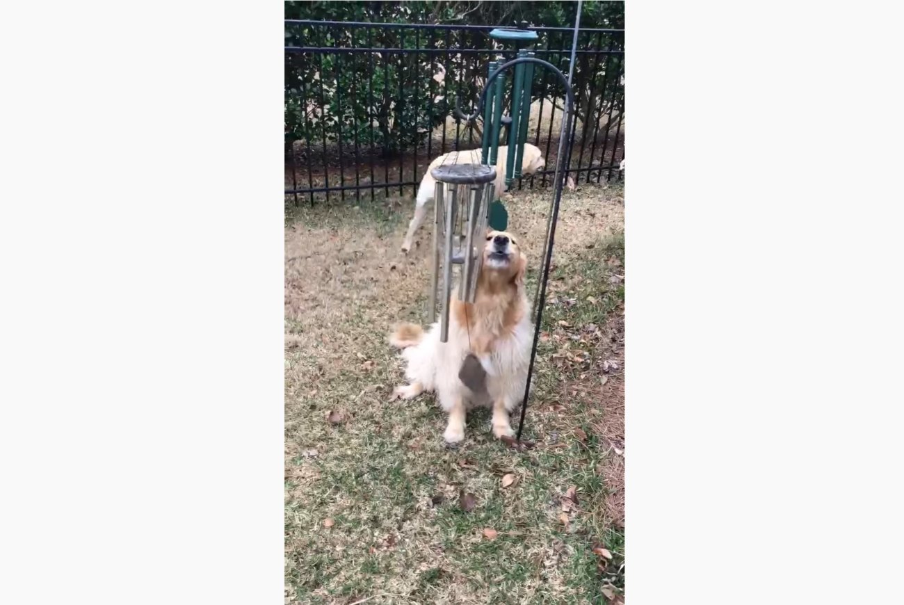 ゴールデンレトリーバー,動画