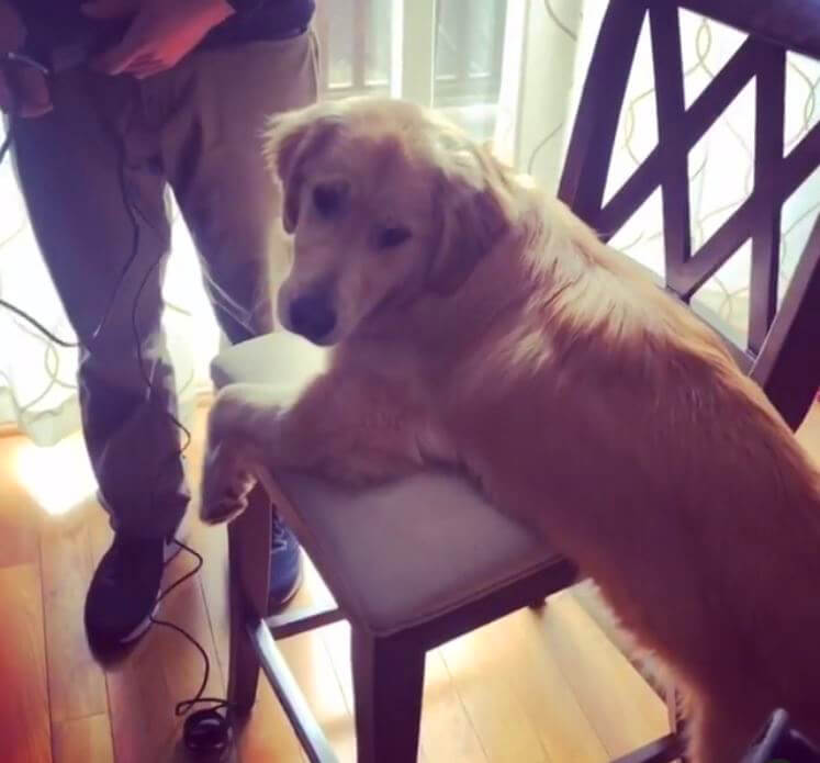 ゴールデンレトリーバー,動画