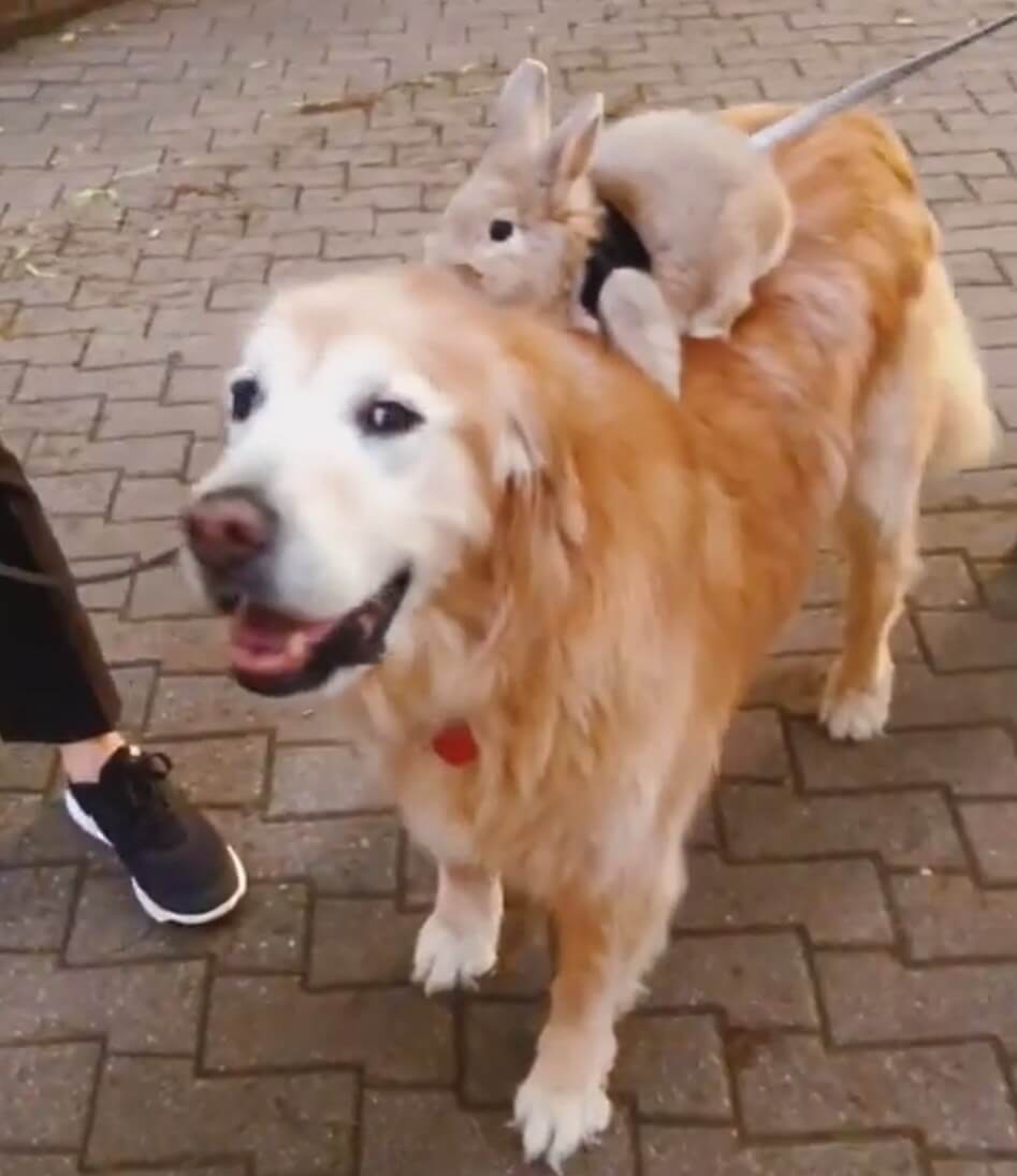 ゴールデンレトリーバー,動画