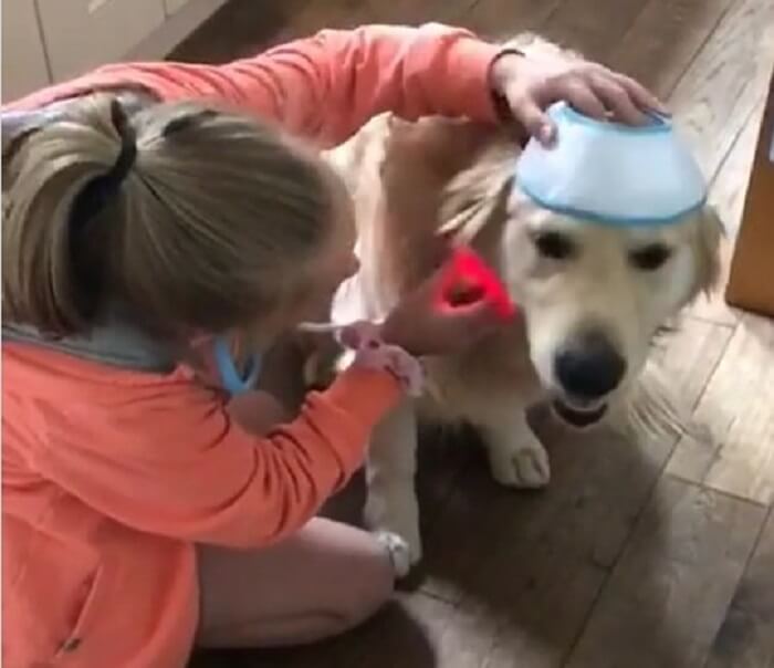 ゴールデンレトリーバー,動画