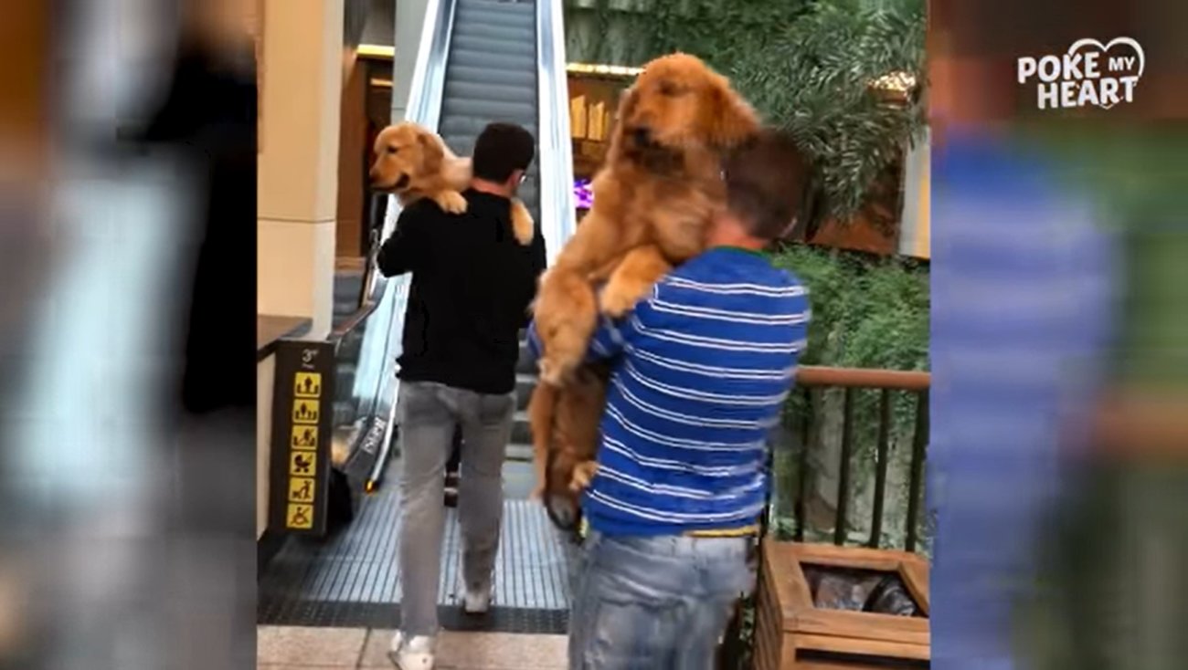 ゴールデンレトリーバー,動画