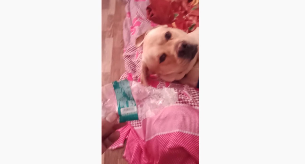 ラブラドールレトリーバー,動画