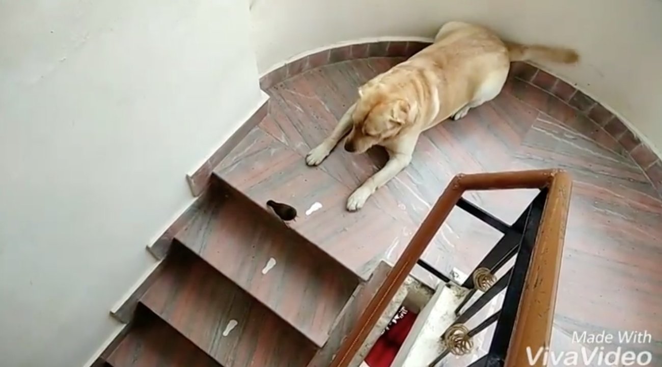 ラブラドールレトリーバー,動画