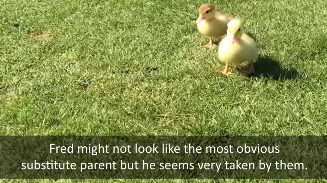 ラブラドールレトリーバー,動画