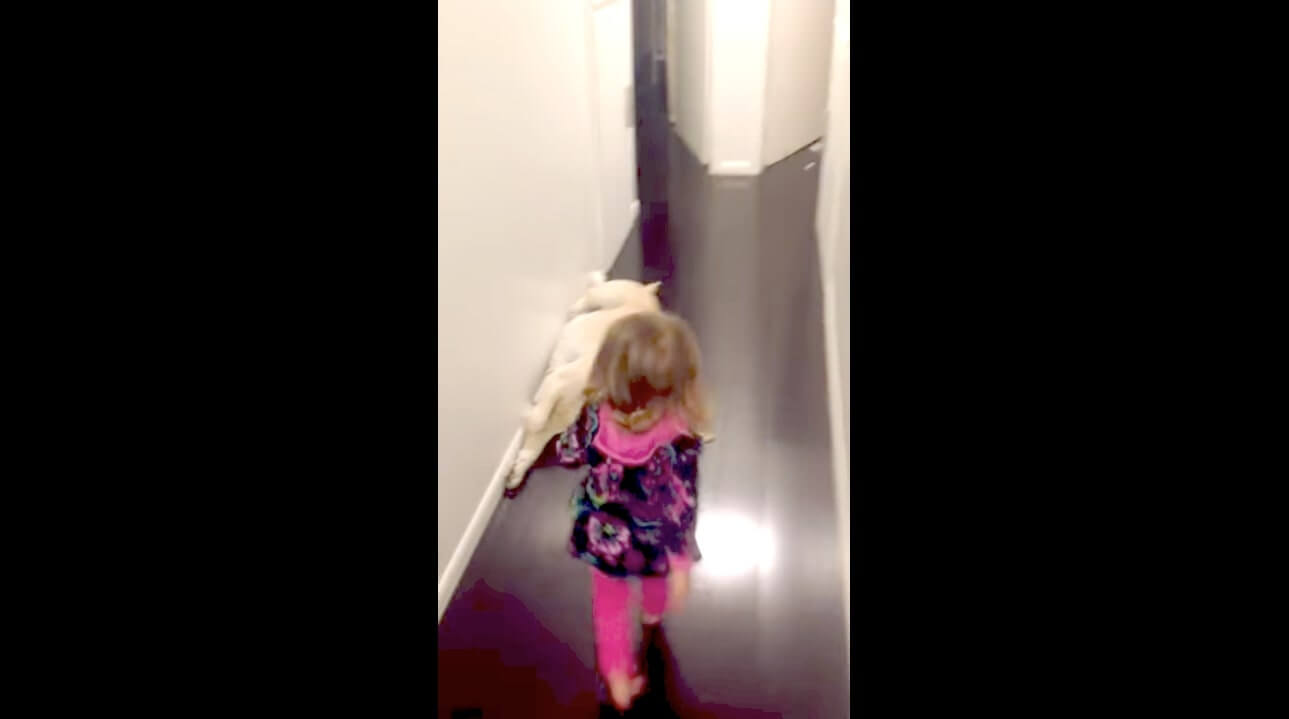 ラブラドールレトリーバー,動画