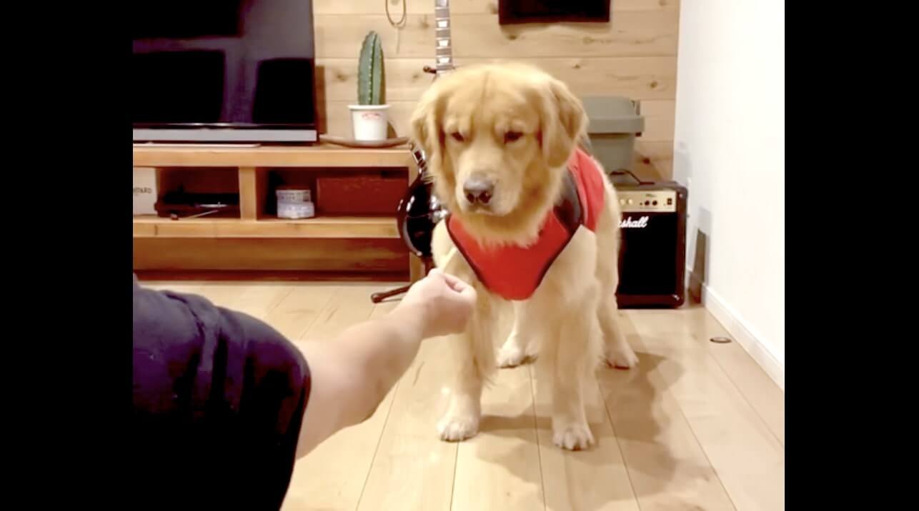 ゴールデンレトリーバー,動画