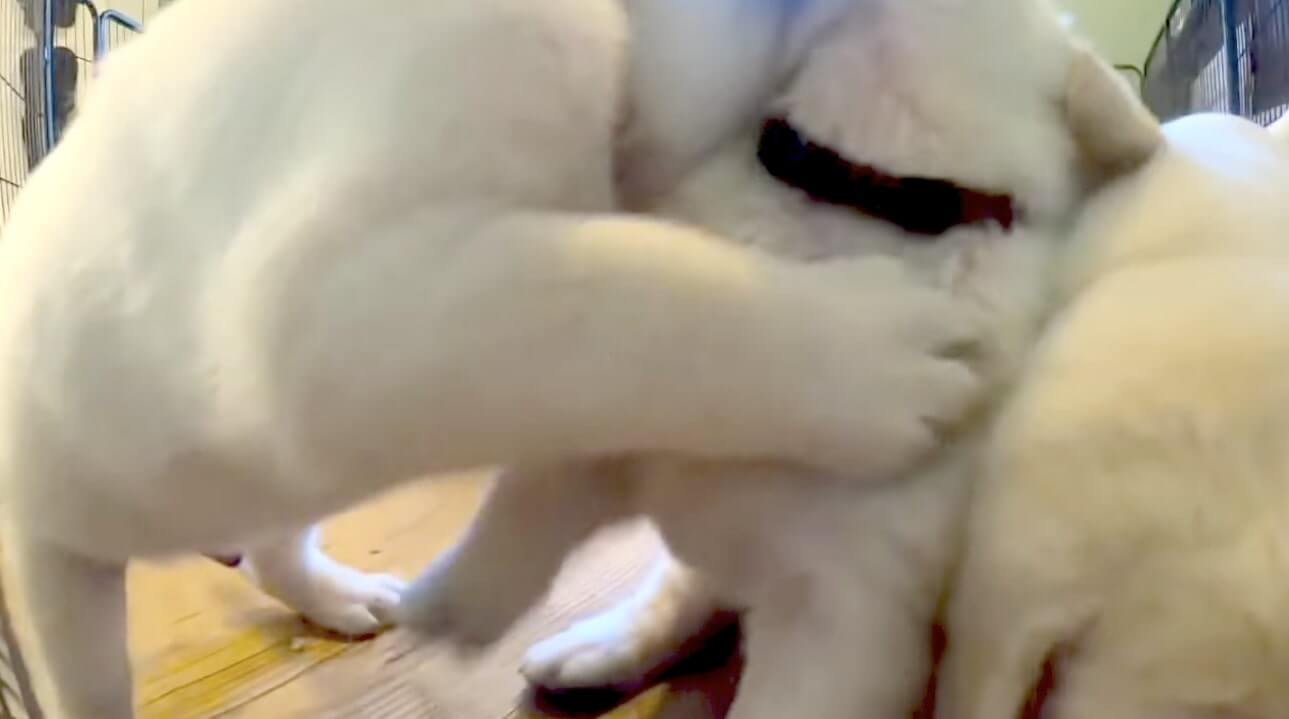 ラブラドールレトリーバー,動画