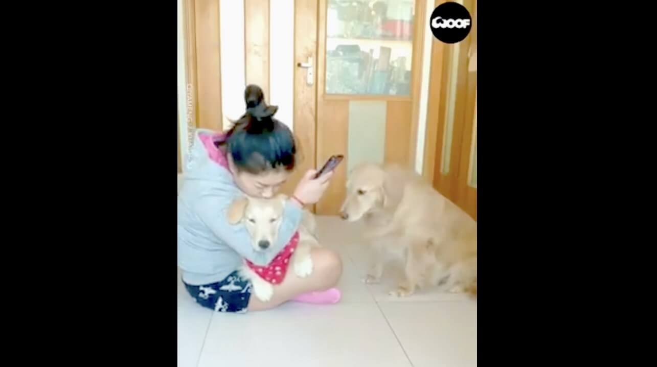 ゴールデンレトリーバー,動画