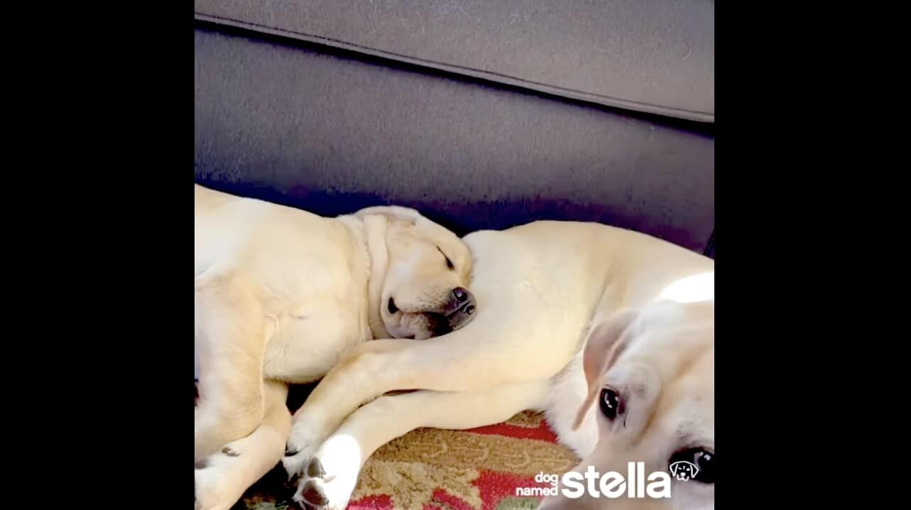 ラブラドールレトリーバー,動画