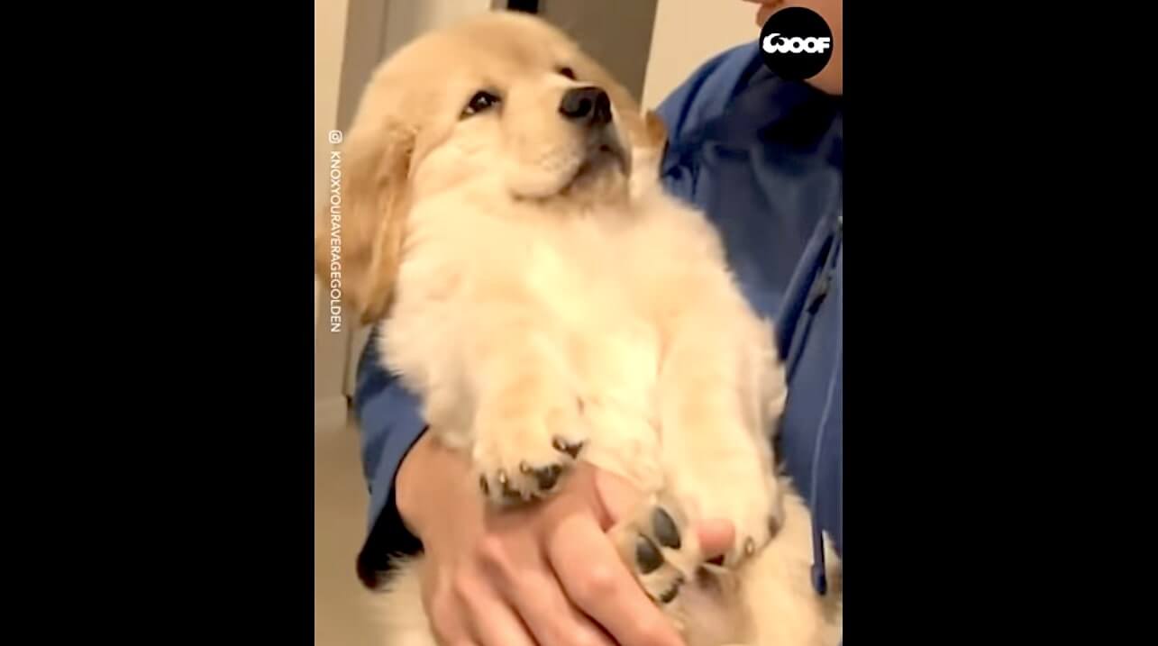 ゴールデンレトリーバー,動画