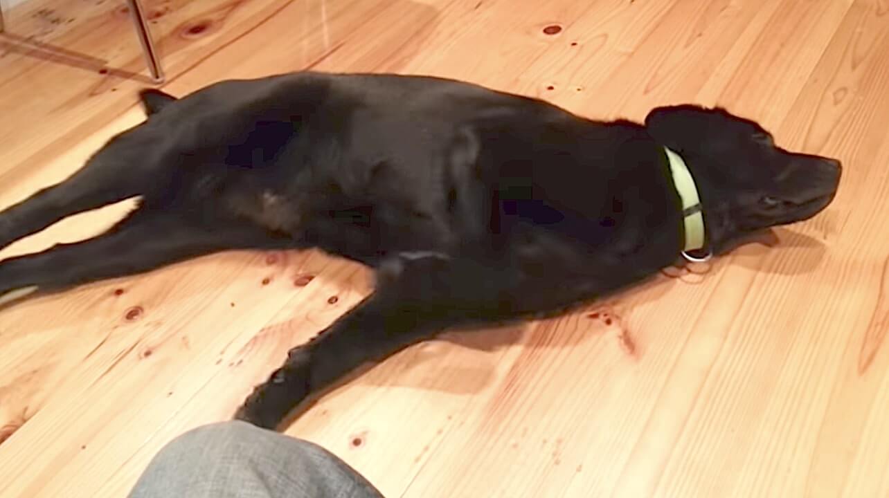 ラブラドールレトリーバー,動画