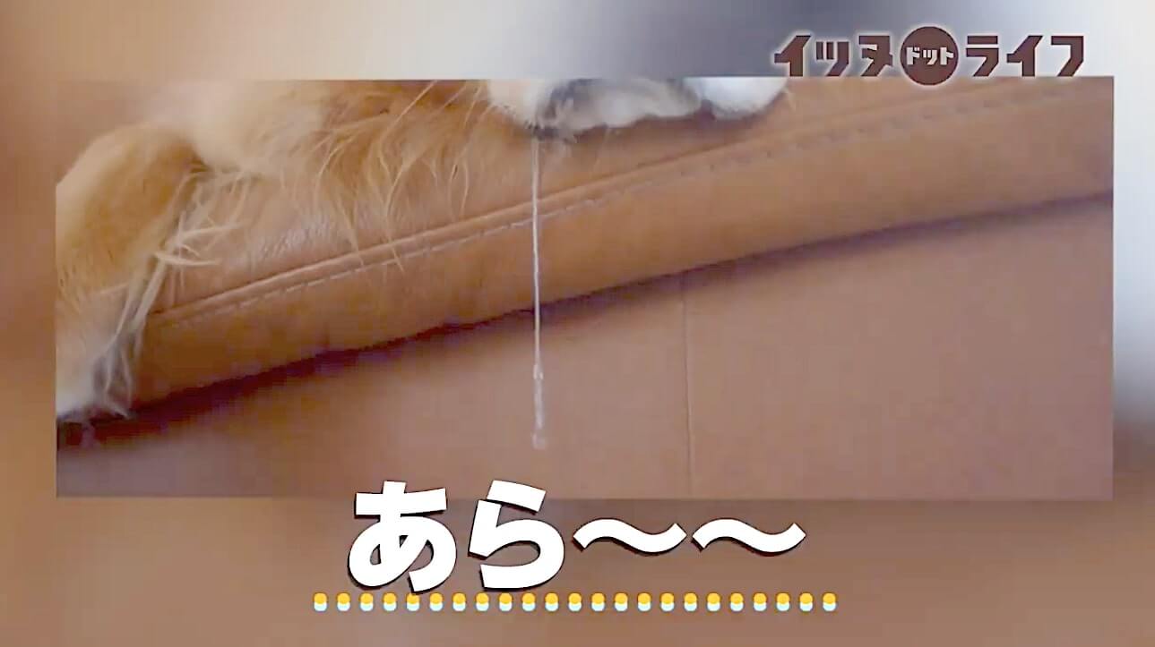 ゴールデン,動画,イッヌドットライフ