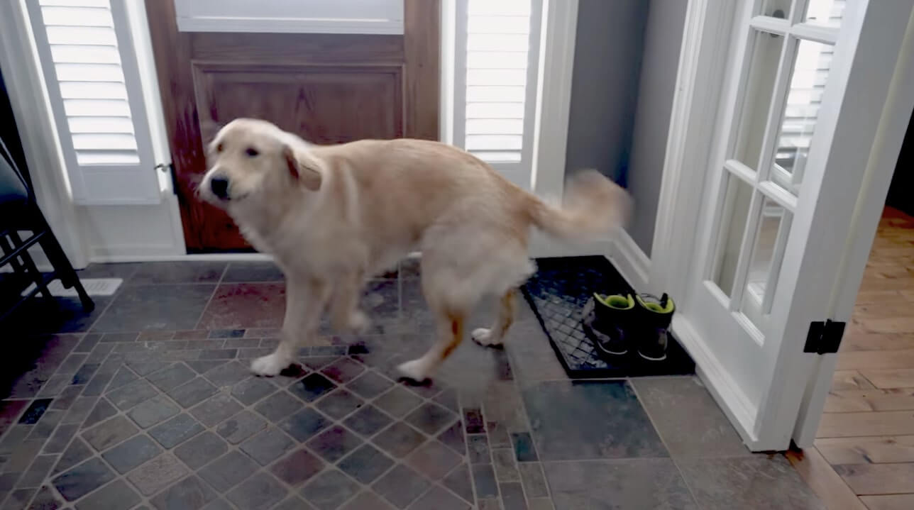 ゴールデンレトリーバー,動画