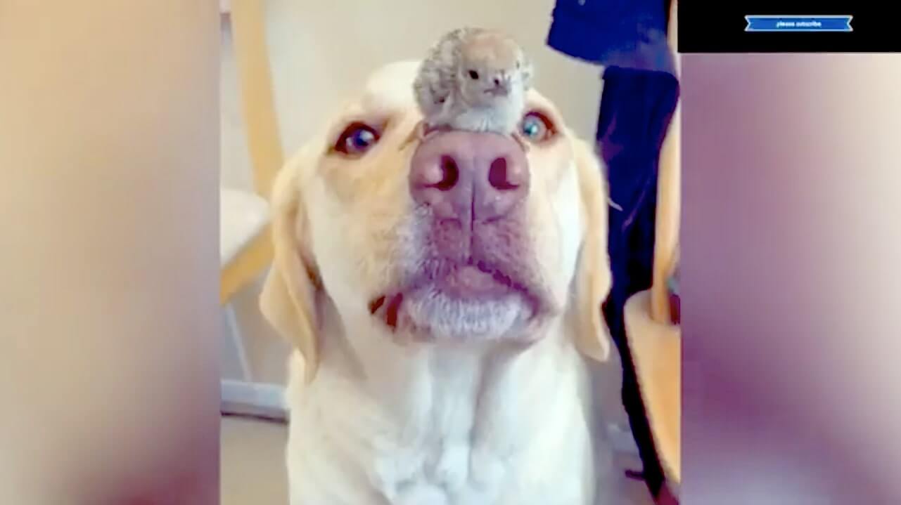 ラブラドールレトリーバー,動画