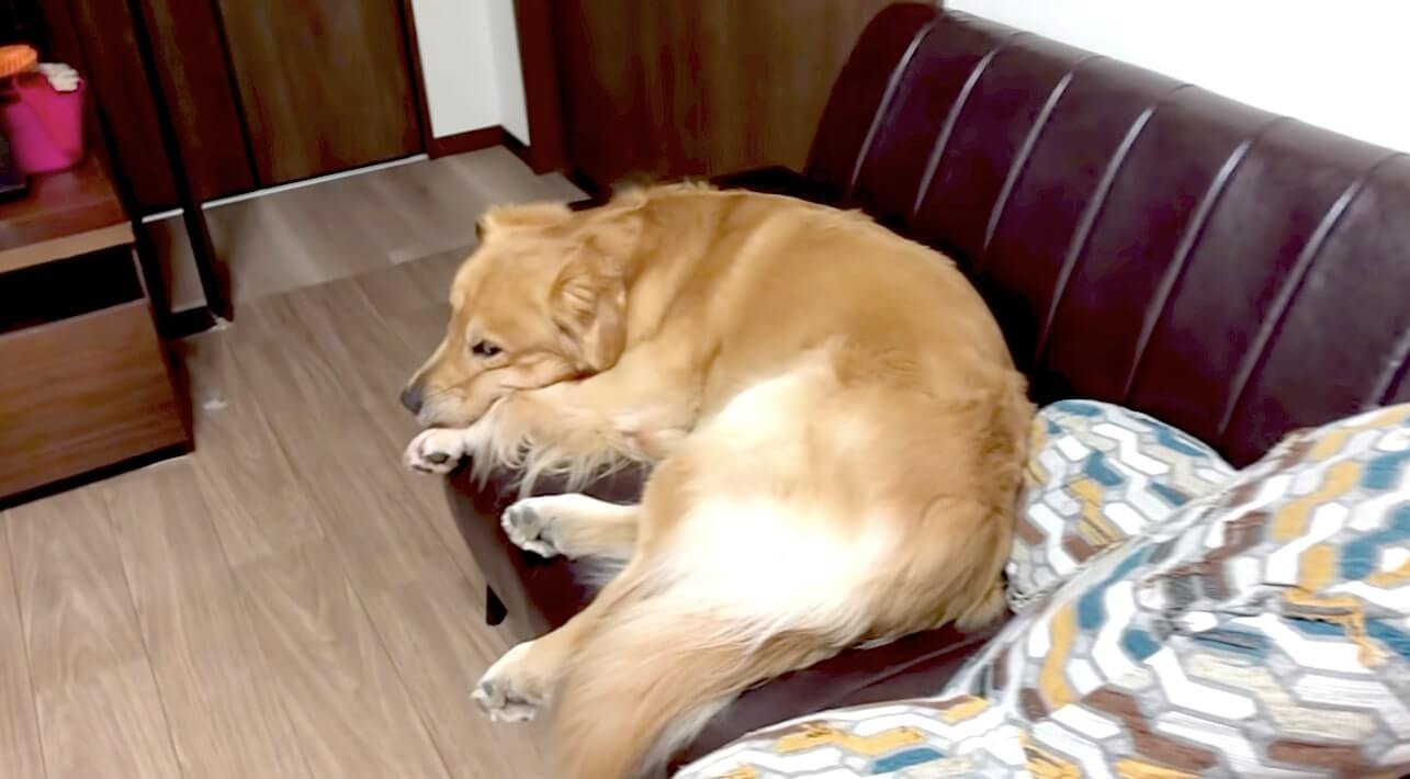 ゴールデンレトリーバー,動画